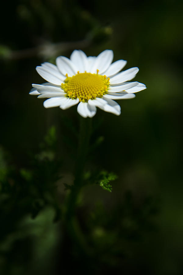 Daisy in full growth Photograph by Michael Goyberg