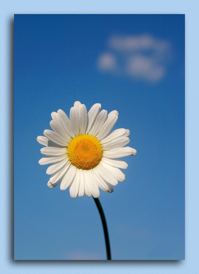 Daisy In The Sky Photograph by Cindy Haggerty