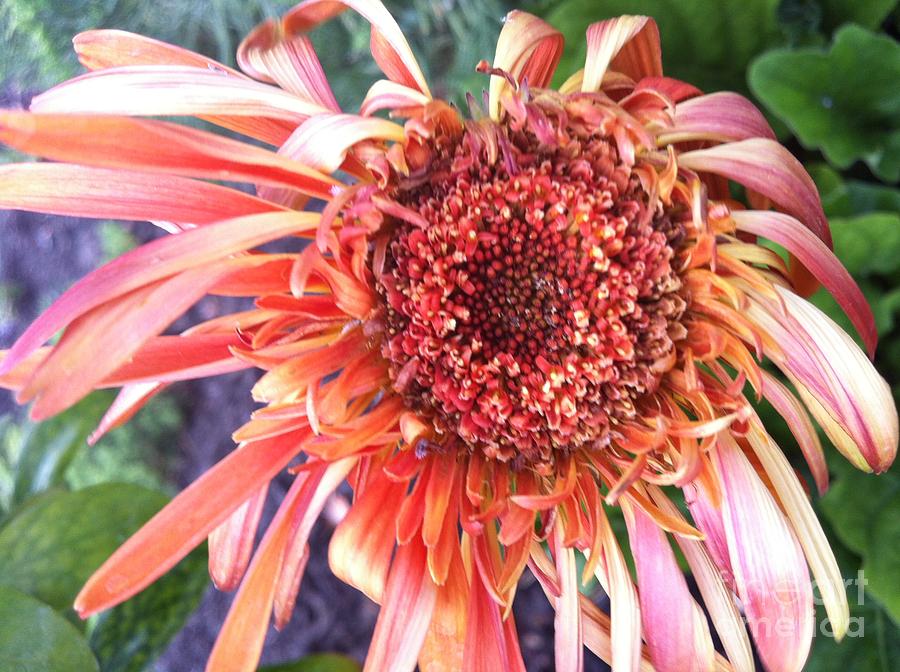 Daisy in the Wind by Vonda Lawson-Rosa Daisy in the Wind by Vonda Lawson-Rosa