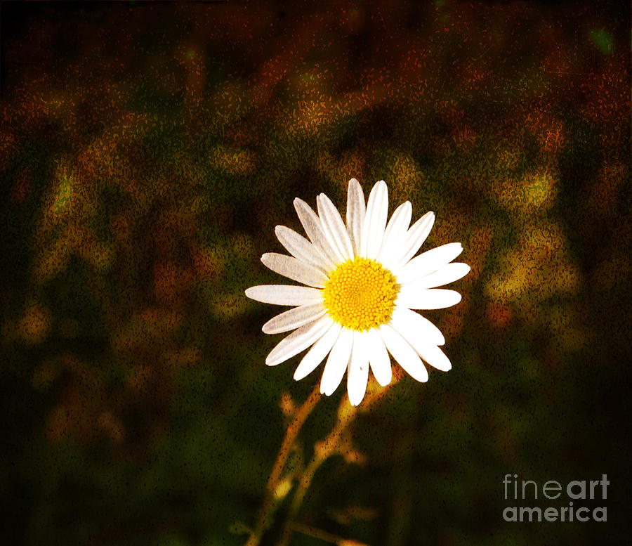 Daisy is Single But Not Lonely  Photograph by Susanne Van Hulst