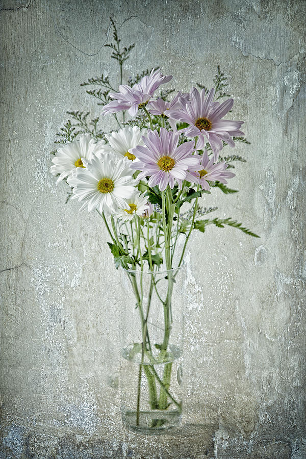 Daisy Photograph by James Bethanis