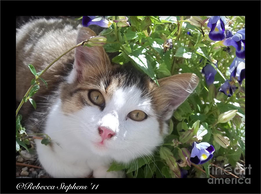 Kitten Photograph - Daisy Kitten With Violets by Rebecca Stephens