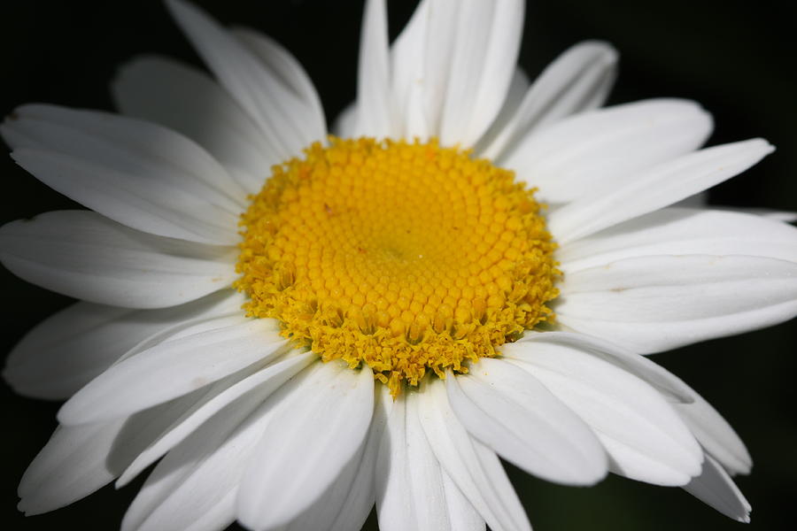 Daisy Photograph by Laura Tucker - Fine Art America