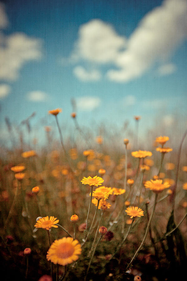 Daisy Meadow Photograph by Boston Thek Imagery