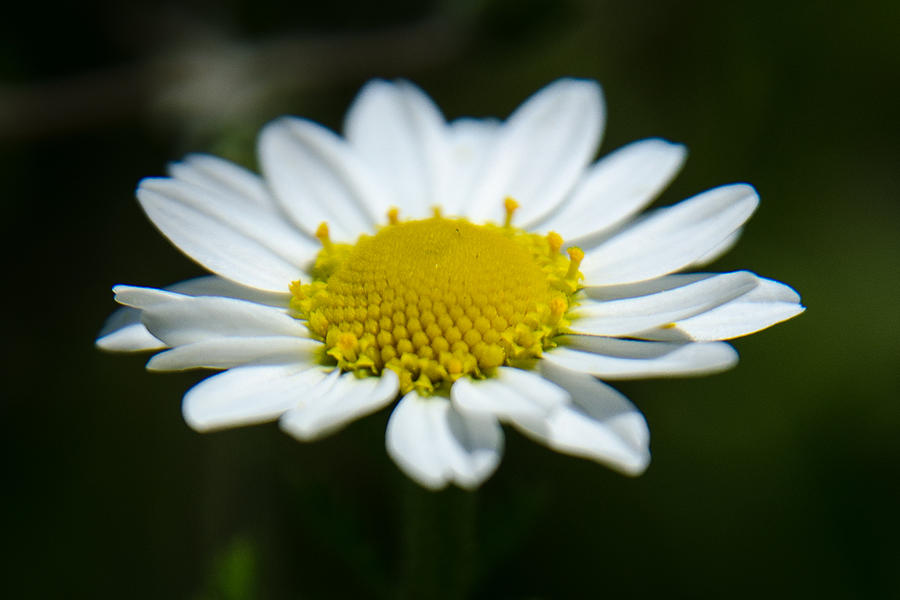 Daisy on green Photograph by Michael Goyberg