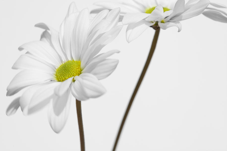 Daisy on White 1 Photograph by Al Hurley