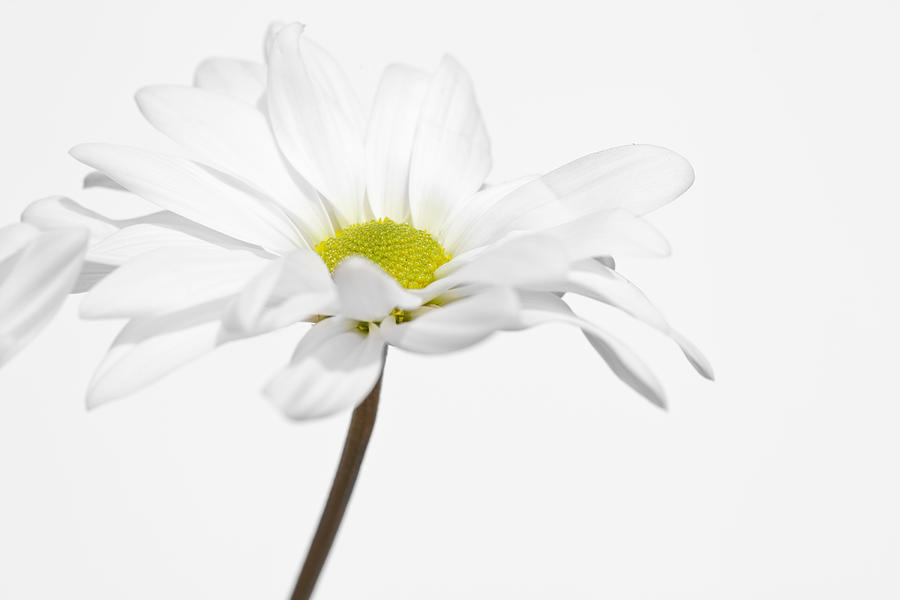 Daisy on White 3 Photograph by Al Hurley