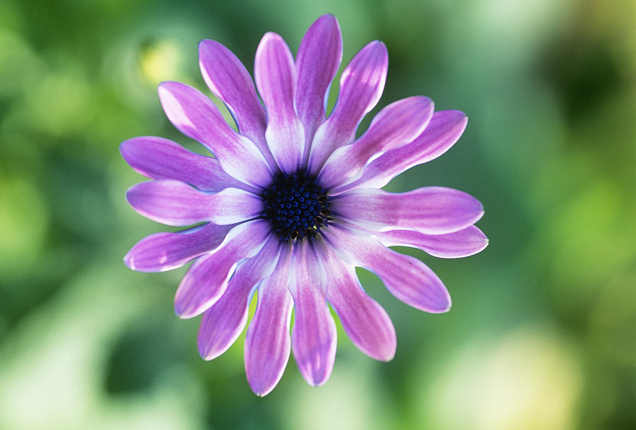 Daisy (osteospermum 'giles Gilby') Photograph by Adrian Thomas - Fine ...