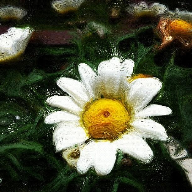Flowers Still Life Photograph - Daisy #paintings by Jason Fang