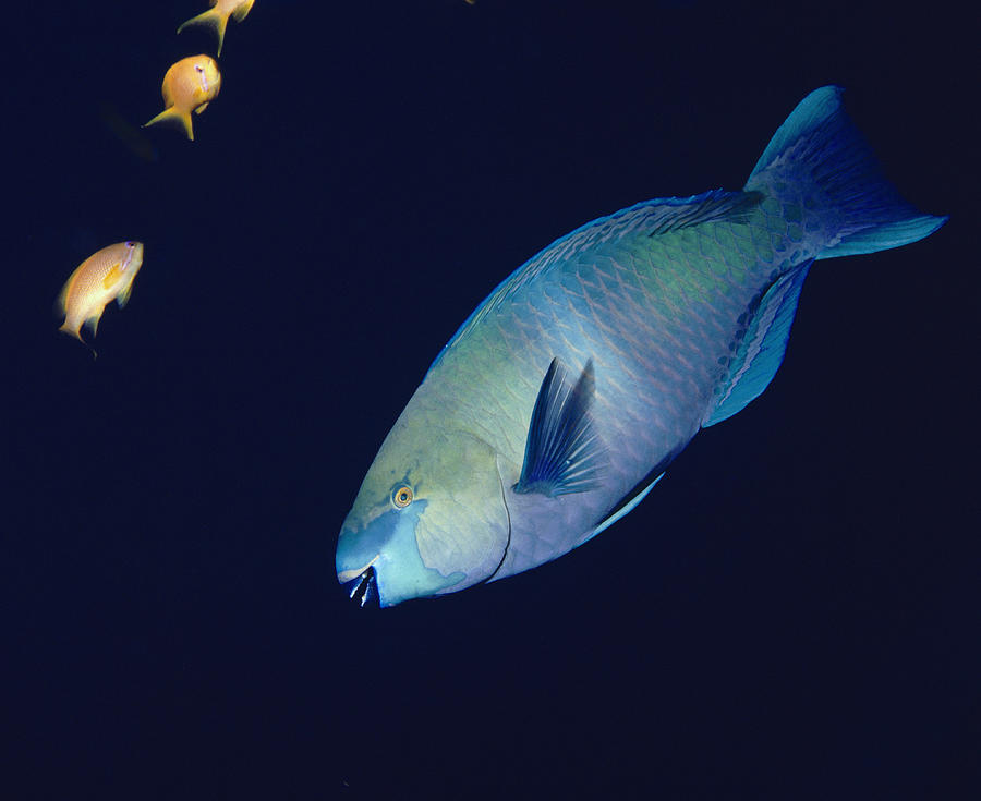 Daisy Parrotfish Photograph by Peter Scoones - Fine Art America