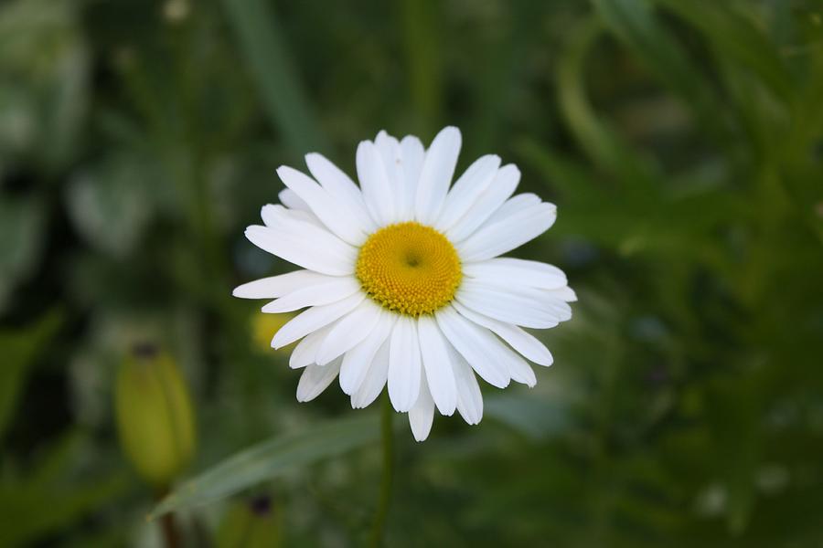 Daisy Perfection Photograph by Michelle Donaldson - Fine Art America