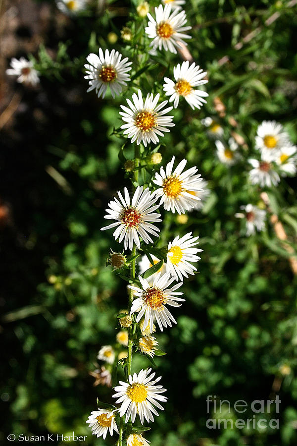 Daisy Production Line Photograph by Susan Herber