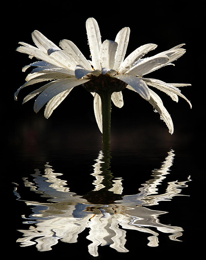 Daisy reflection Photograph by Jean Noren