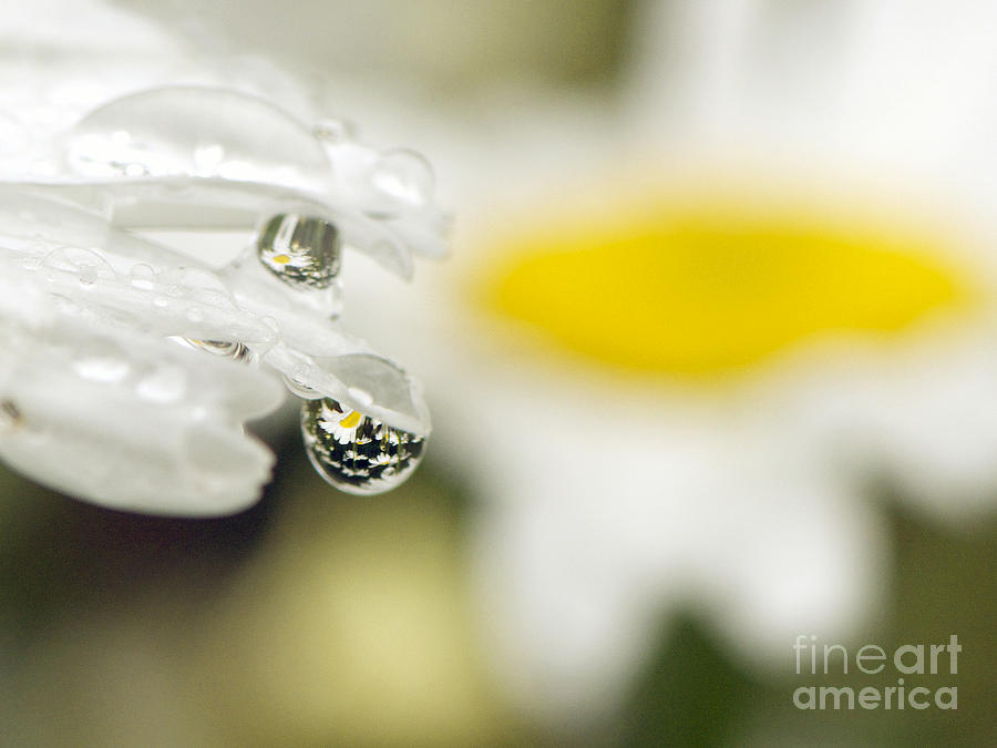 Daisy Refraction Photograph by Sharon Talson