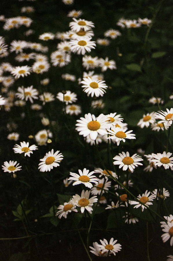 Daisy Photograph by Renee Williams | Fine Art America