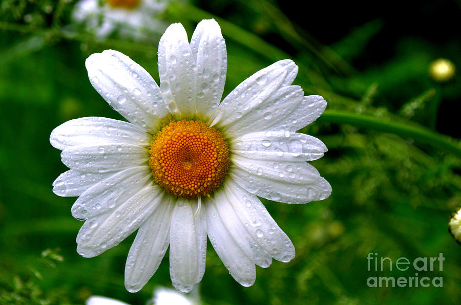 Daisy Shower Photograph by Kevin Fortier