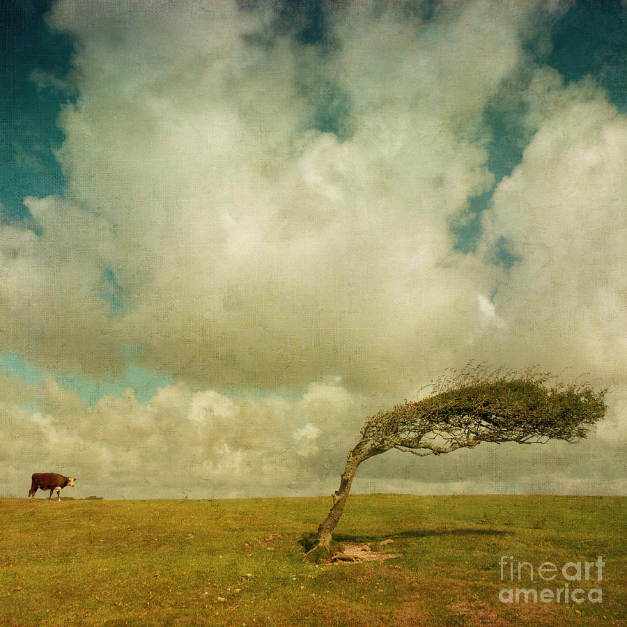 Daisy Photograph - Daisy spots a tree by Paul Grand