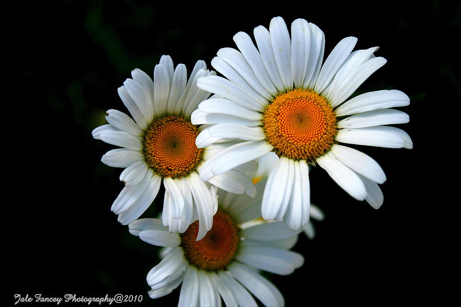 Daisy Trio Photograph by Jale Fancey