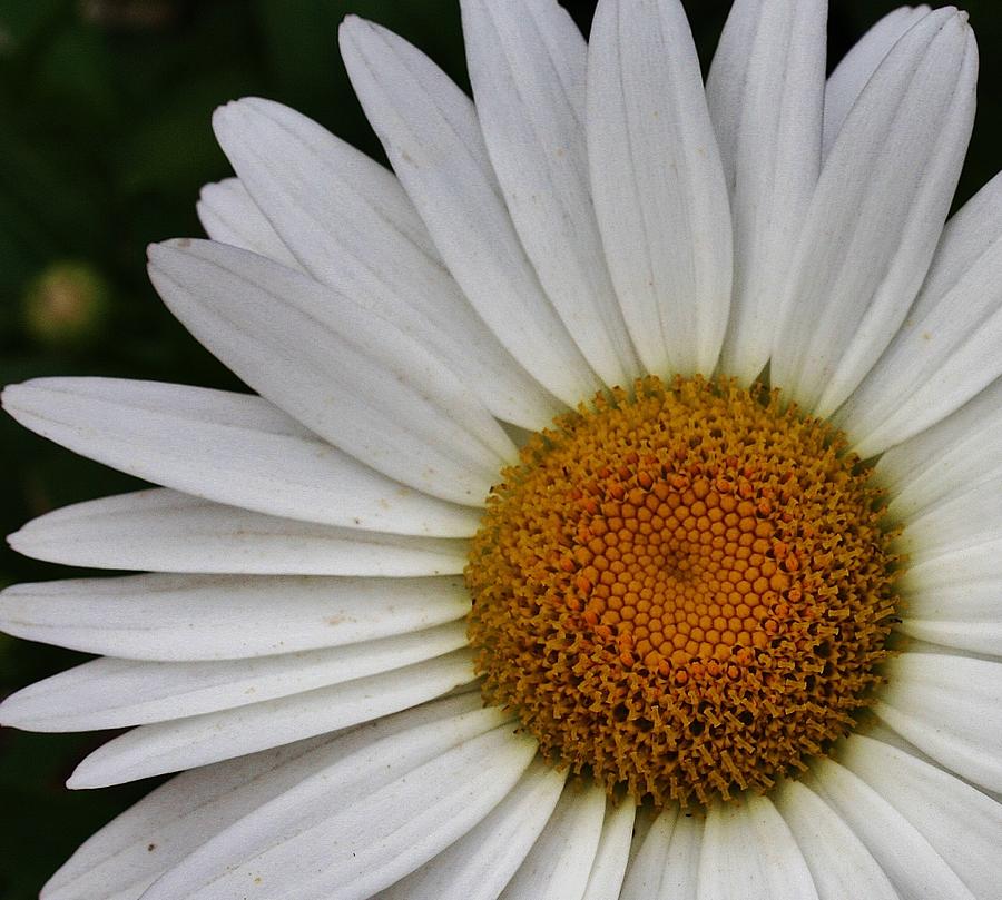 Daisy Up Close Photograph by Bruce Bley