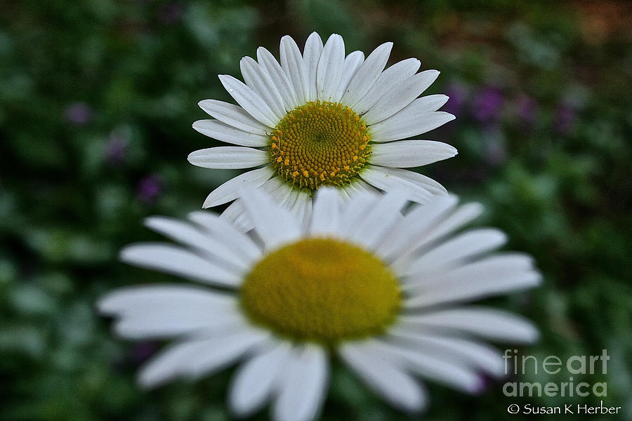 Daisy White Spectrum Photograph by Susan Herber