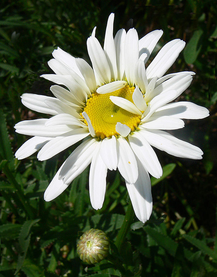 Daisy with a Fairy Photograph by Danna Lynn Cruzan | Fine Art America