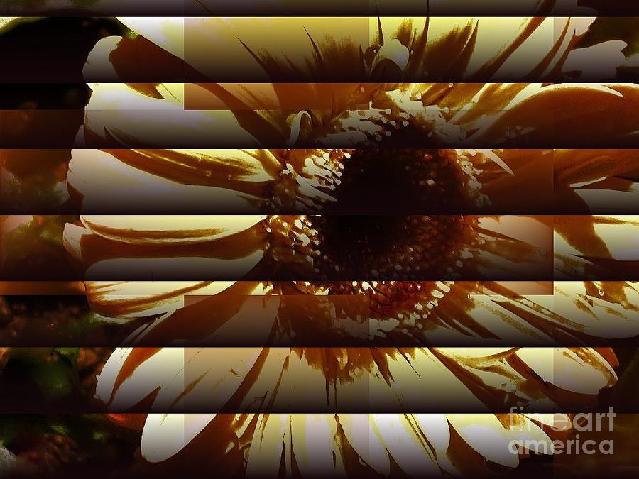 Floral Abstract Photograph - Daisy with Blinds Shut by Marsha Heiken