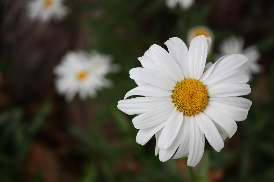 Daisy's Photograph by Tanya Peters - Fine Art America