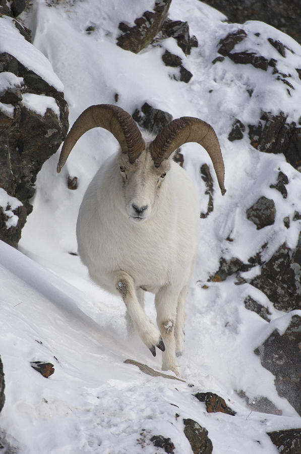 Dall Sheep Ovis Dalli Ram, Yukon Photograph by Michael Quinton