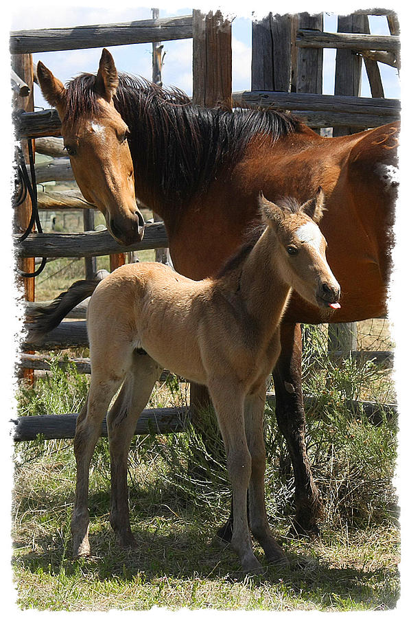 Dam and Foal Photograph by Judy Deist
