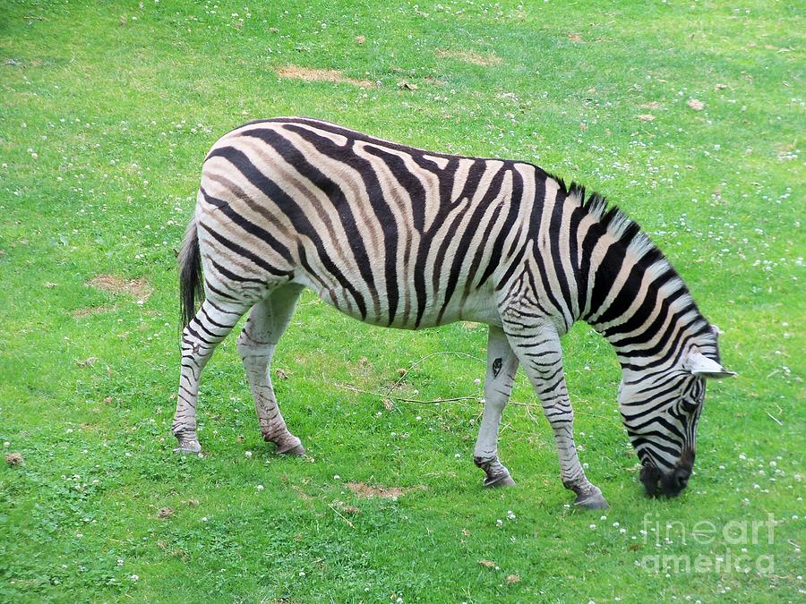 Damara Zebra Eating Photograph by Lorrie Bible