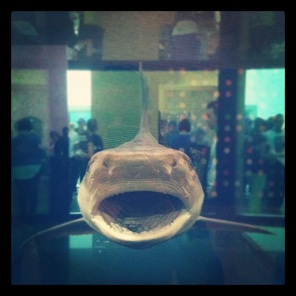 London Photograph - #damienhirst #shark #art #tate #london by Axel Loughrey