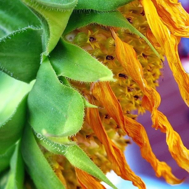 Sunflower Photograph - Damn Humidity! by Dccitygirl WDC