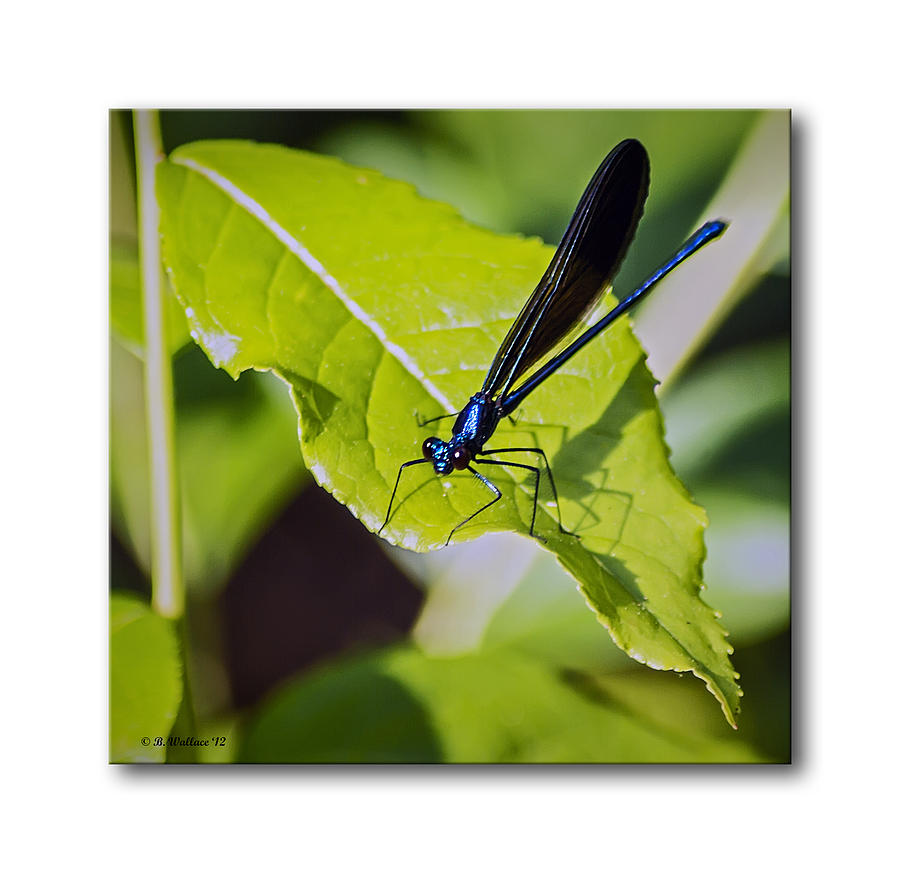 Damselfly On A Leaf Photograph by Brian Wallace