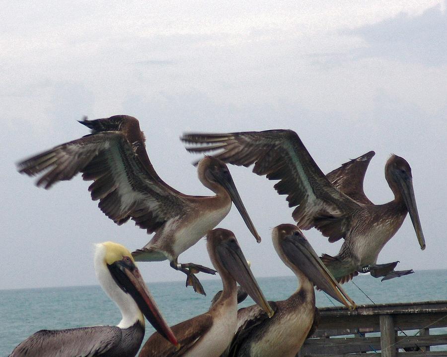 Pelican Photograph - Dance by Alex Vishnevsky