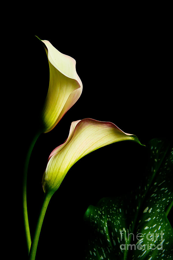 Lily Photograph - Dance of the Calla Lilies by Joan McCool