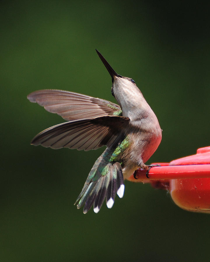 Dance of the Hummingbird Photograph by Jai Johnson