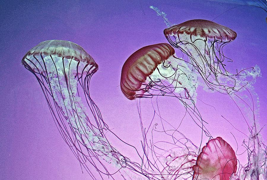 Dance of the Jellyfish Photograph by Rodney Campbell