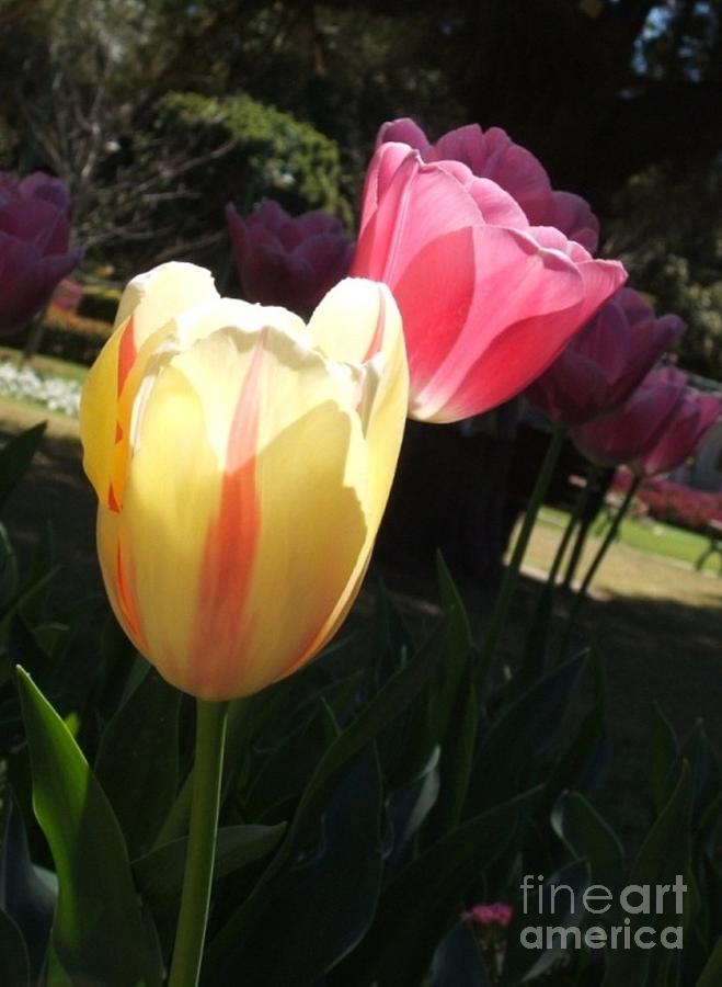 Dance of the Tulips Photograph by Therese Alcorn