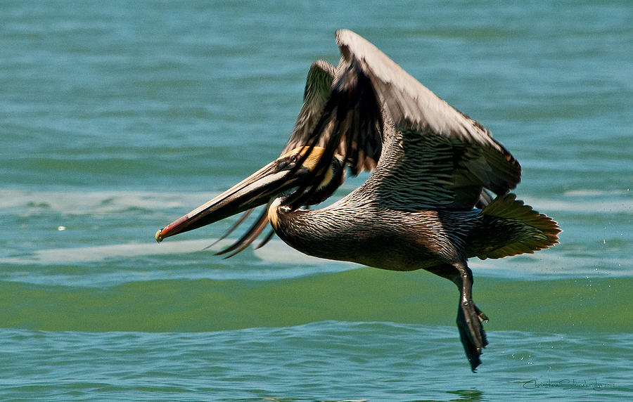 Pelican Photograph - Dance on Air by CM Stonebridge