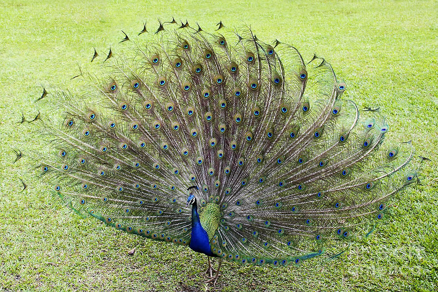 Peacock Photograph - Dance With Me by Teresa Zieba