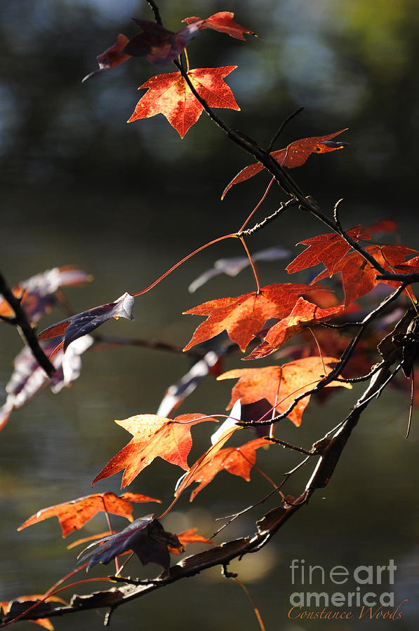 Dancing Autumn Leaves Photograph by Constance Woods