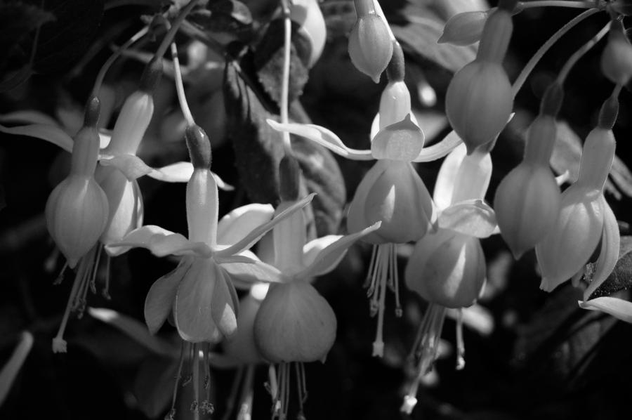 Dancing Black and White Fuschias Photograph by Amy Fose