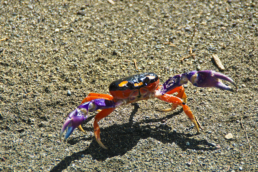 Dancing Crab Photograph by John and Julie Black - Fine Art America