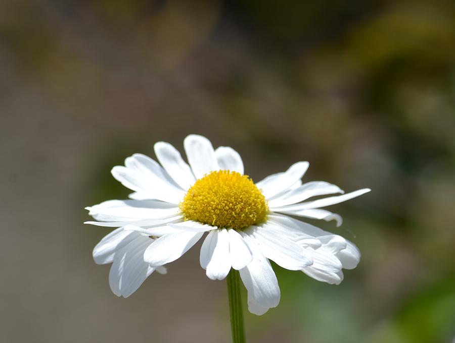 Dancing in Daisies