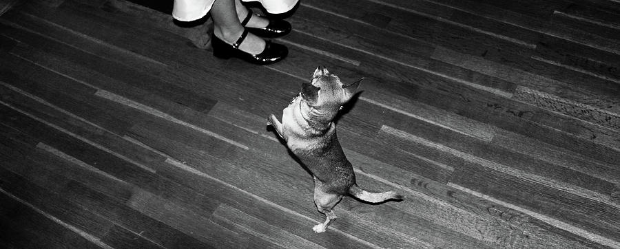 Black And White Photograph - Dancing dog  by Atom Crawford