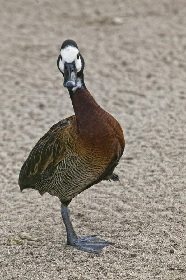 Dancing Duck by Lynn Andrews