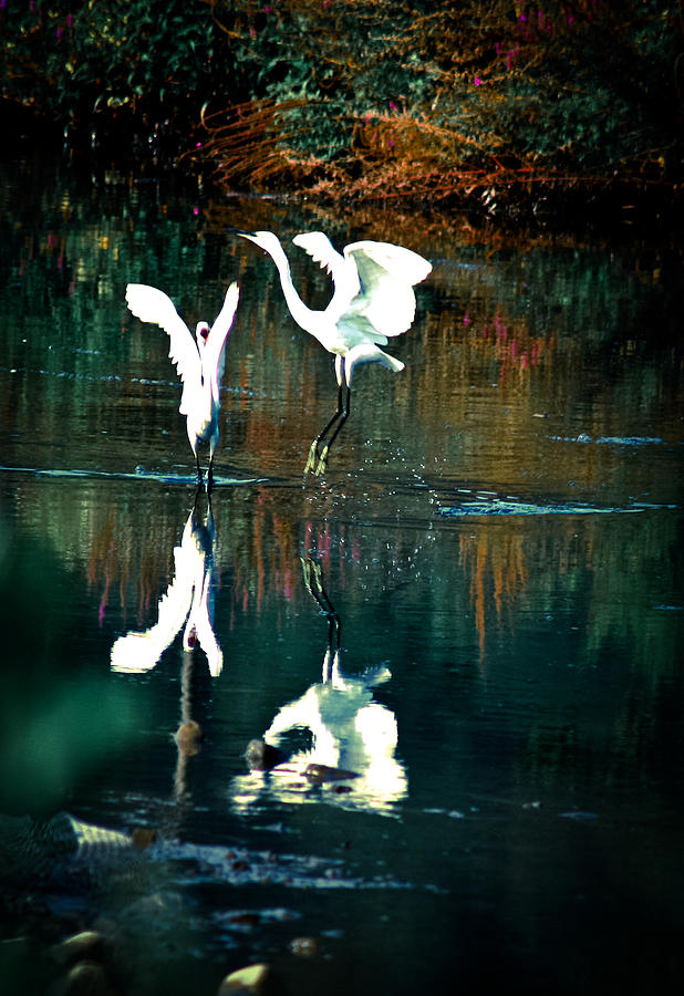 Dancing egrets Photograph by Emanuel Tanjala