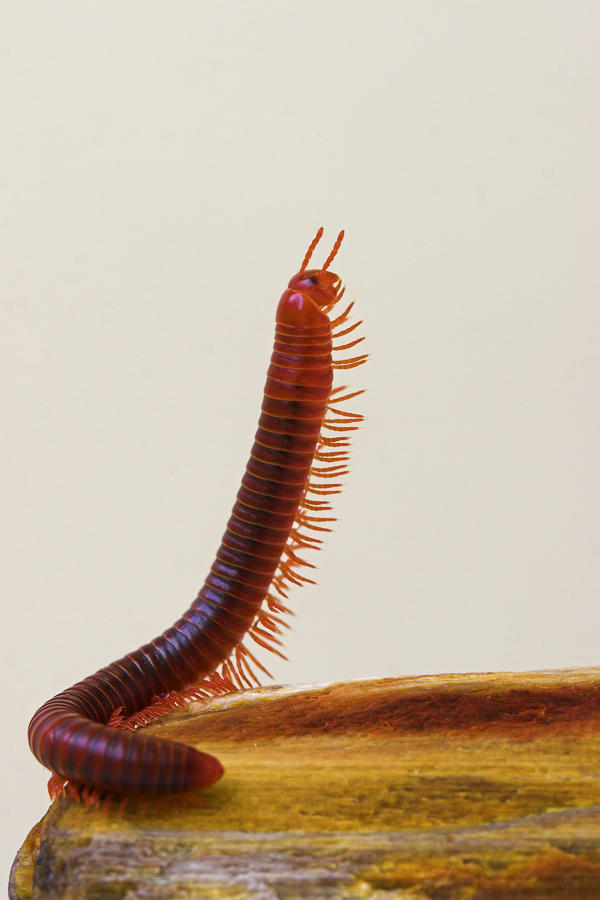Dancing Millipede- St Lucia Photograph by Chester Williams