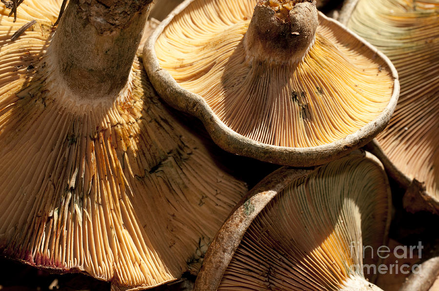 Fall Photograph - Dancing Mushrooms by Wilma  Birdwell