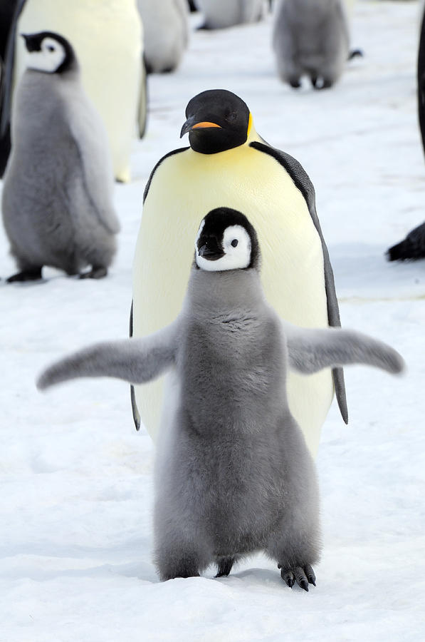 Dancing Penguin Photograph by TCYuen